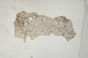 Plane Polarized, S1342