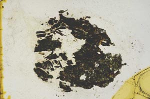 Plane Polarized, S1344
