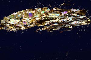 Cross Polarized, S1345