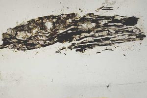 Plane Polarized, S1345