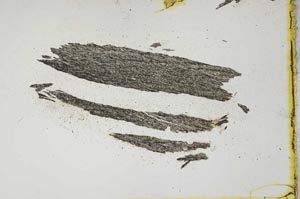 Plane Polarized, S1347