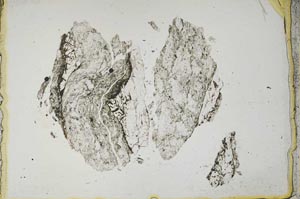 Plane Polarized, S1351