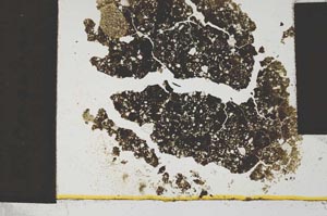 Plane Polarized, S1368