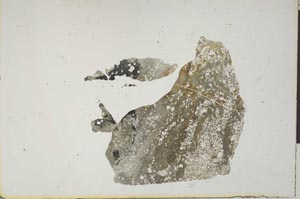 Plane Polarized, S1374