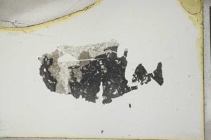 Plane Polarized, S1377