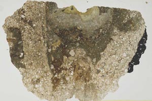 Plane Polarized, S1379