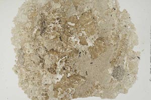 Plane Polarized, S1385