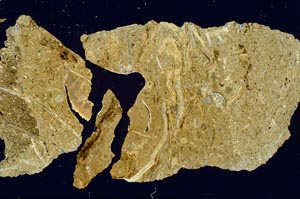 Cross Polarized, S1387