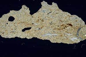 Cross Polarized, S1388