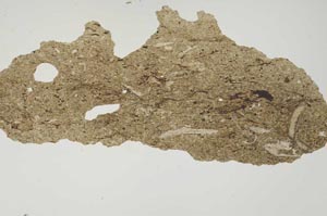 Plane Polarized, S1388