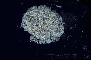 Cross Polarized, S1391