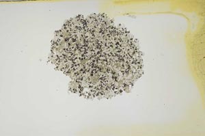 Plane Polarized, S1391