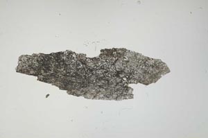 Plane Polarized, S1393/a
