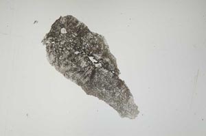 Plane Polarized, S1393/b