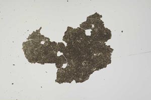 Plane Polarized, S1394