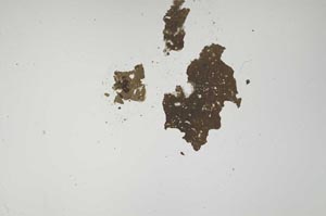 Plane Polarized, S1415