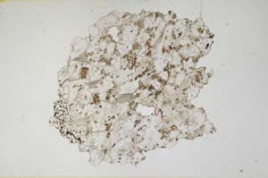 Plane Polarized, S1429