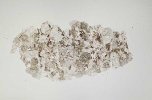 Plane Polarized, S1435
