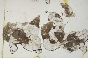 Plane Polarized, S1445