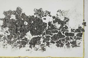 Plane Polarized, S1469