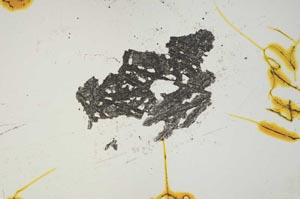 Plane Polarized, S1472