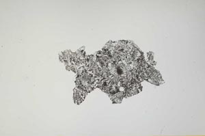 Plane Polarized, S1479