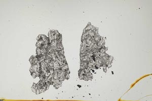Plane Polarized, S1480
