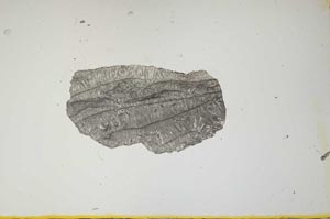 Plane Polarized, S1484