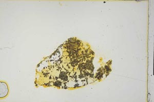 Plane Polarized, S1485