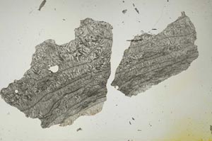 Plane Polarized, S1490
