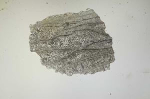 Plane Polarized, S1497