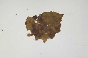 Plane Polarized, S1499