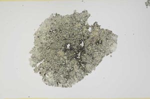 Plane Polarized, S1534