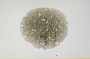 Plane Polarized, S1538