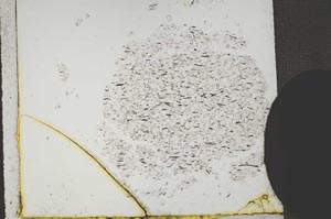 Plane Polarized, S11052