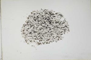 Plane Polarized, S11056