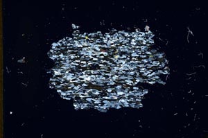 Cross Polarized, S11057