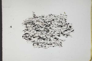 Plane Polarized, S11057