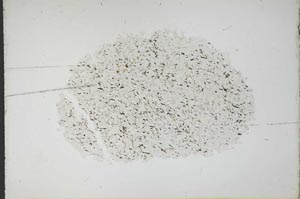 Plane Polarized, S11060