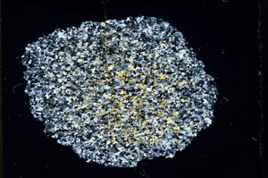 Cross Polarized, S11061