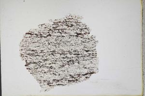 Plane Polarized, S11073