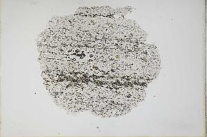 Plane Polarized, S11074
