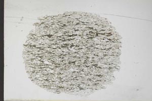Plane Polarized, S11075