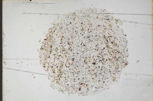 Plane Polarized, S11077