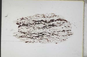 Plane Polarized, S11078