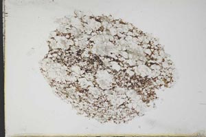 Plane Polarized, S11079