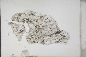 Plane Polarized, S11080