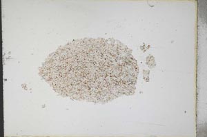 Plane Polarized, S11085