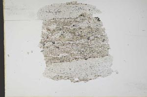 Plane Polarized, S11086