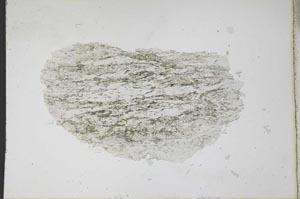 Plane Polarized, S11088